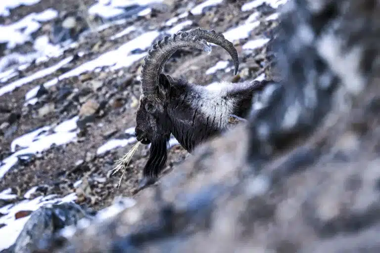 Premio Ricardo Medem Cinegética 2026