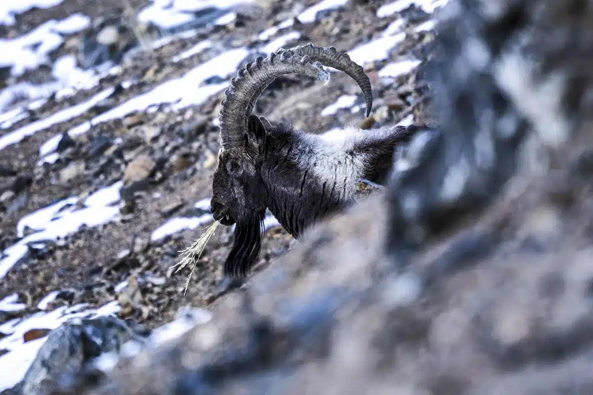 Premio Ricardo Medem Cinegética 2026