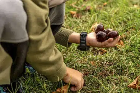 Recoger castañas sin permiso cárcel