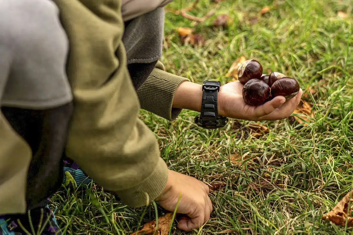 Recoger castañas sin permiso cárcel