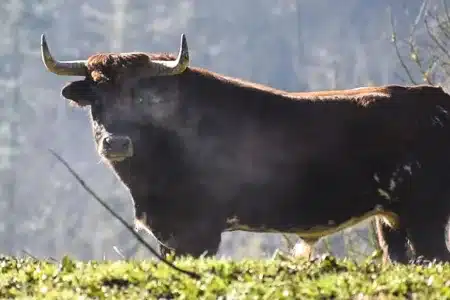 sacrificio ganadería Bergara