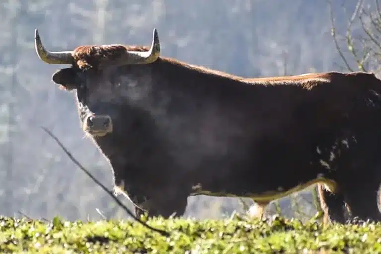 sacrificio ganadería Bergara