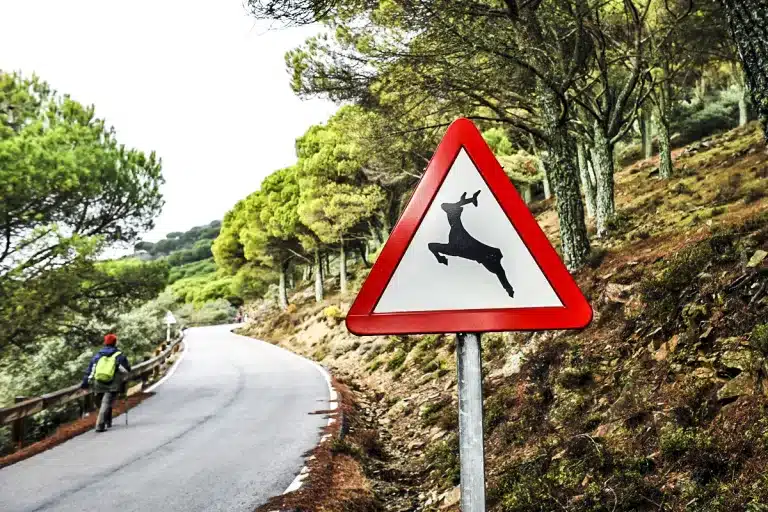 señal tráfico cruce animales