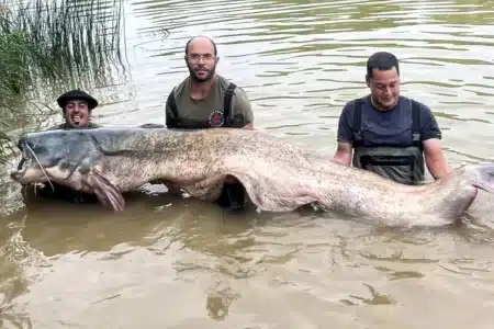 Siluro más grande de España