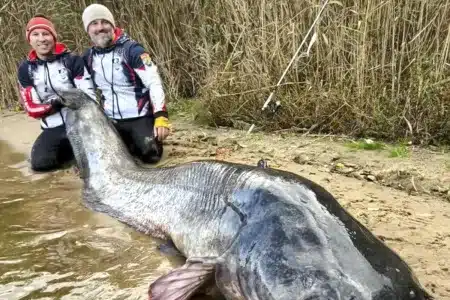 Siluro más grande del mundo