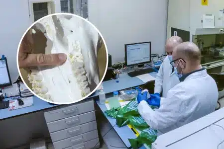 Truco Seprona ciervo abatido ilegalmente