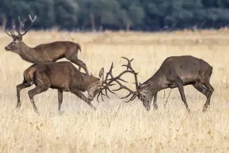 venta exclusiva finca de caza Jaén