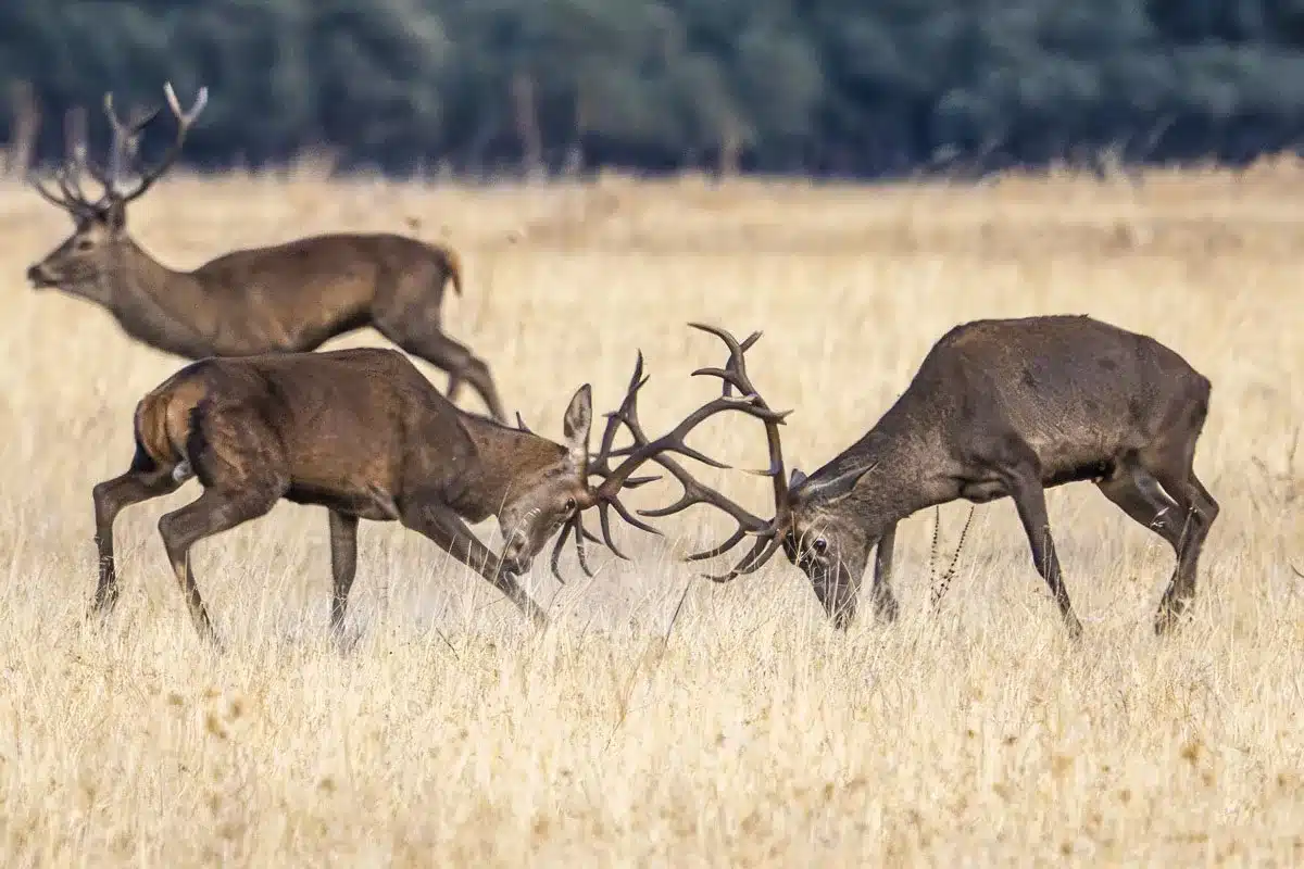 venta exclusiva finca de caza Jaén