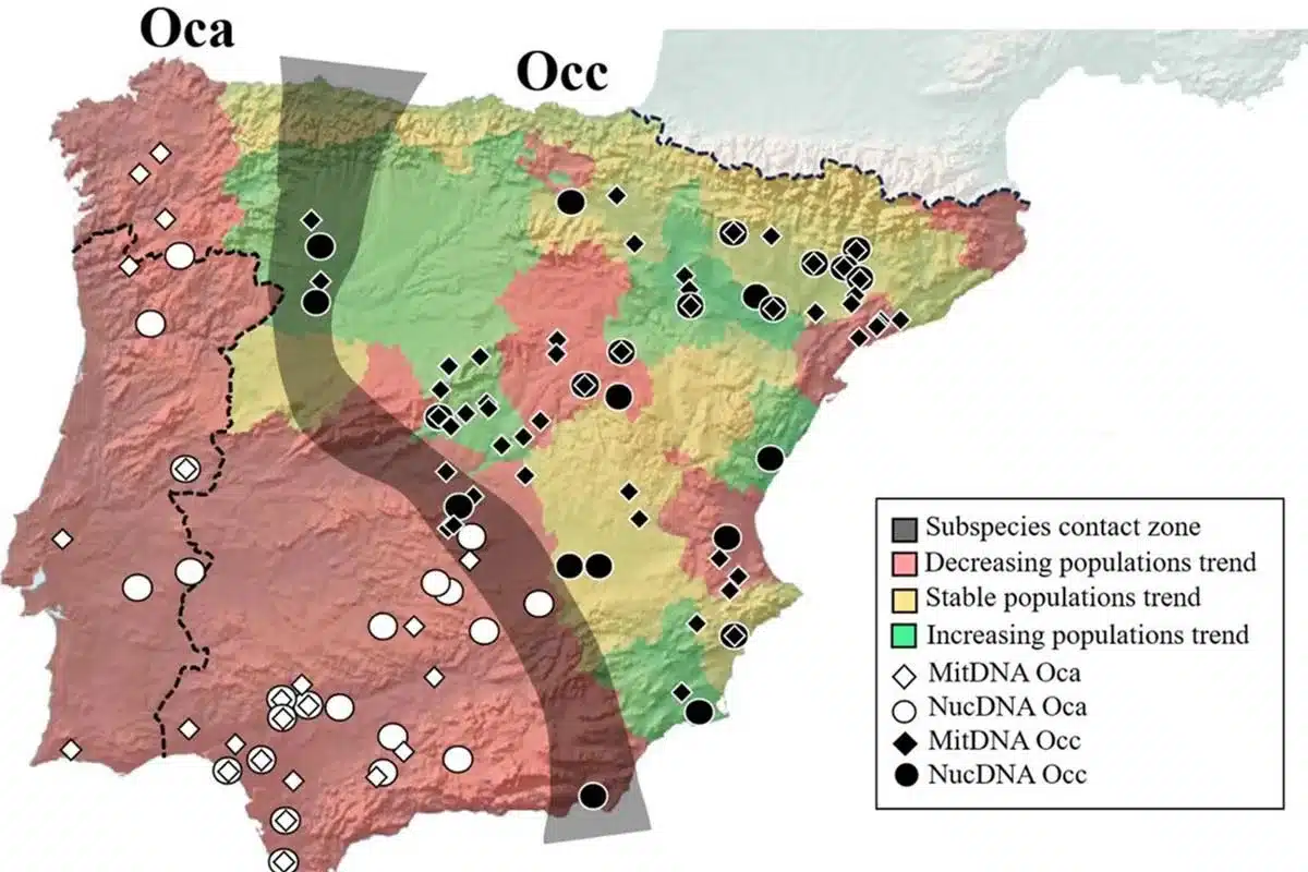 Zona de distribución de ambas subespecies.