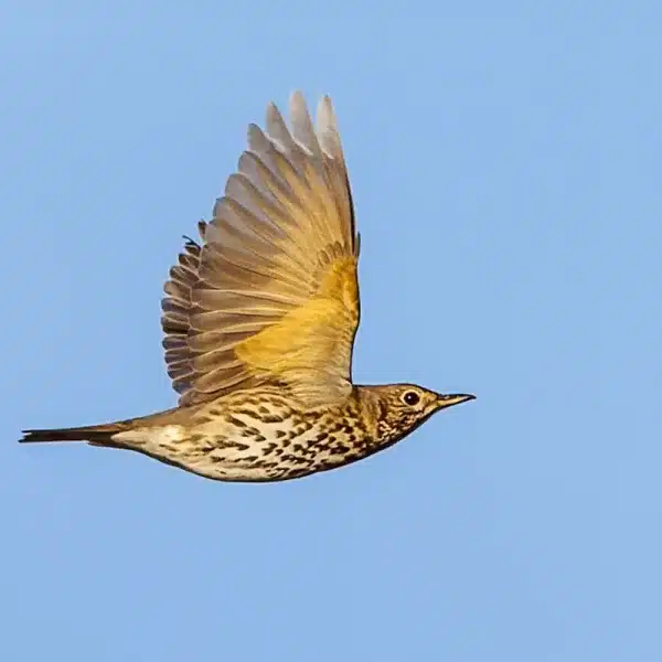 zorzal