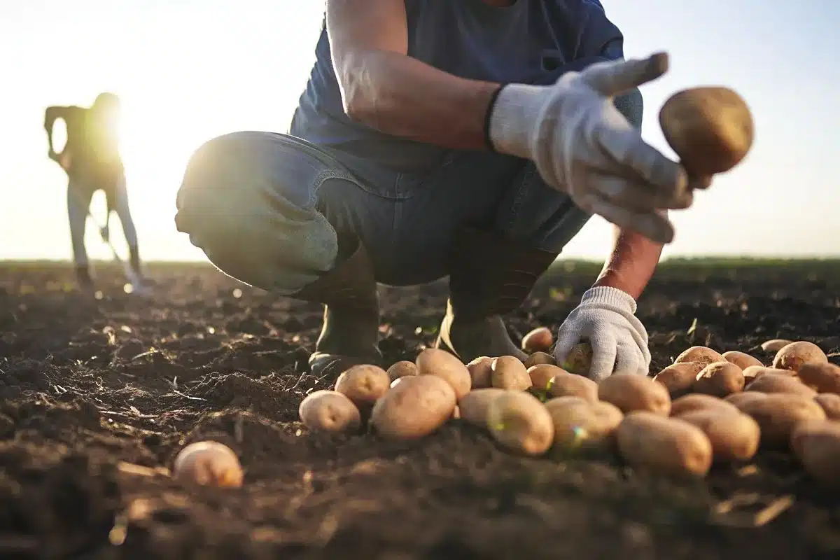 agricultor patatas Francia