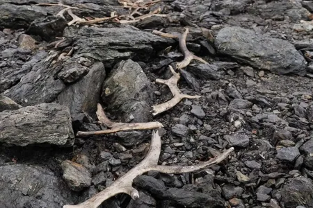 Hallan en Noruega bajo el hielo una trampa de caza de hace 1.500 años perfectamente conservada