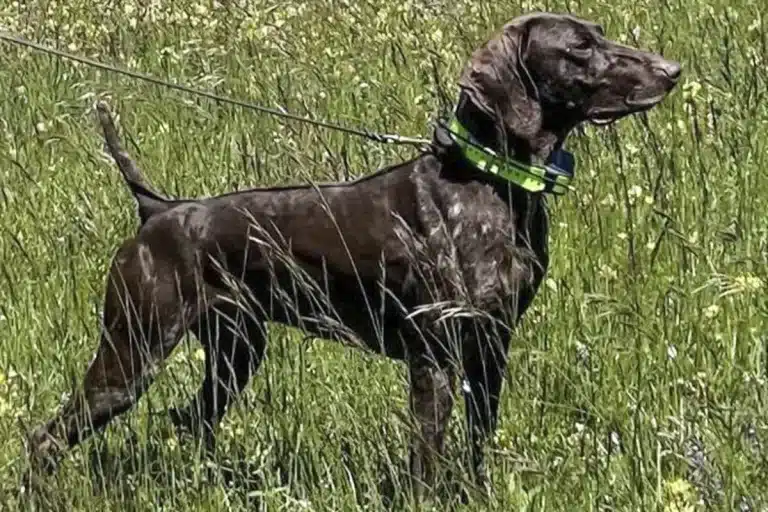 Atos robo perro de muestra