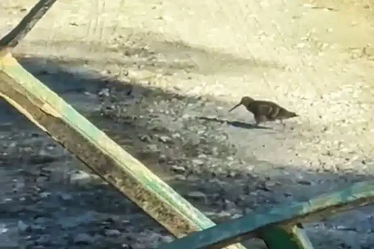 Becadas llegan sur de España