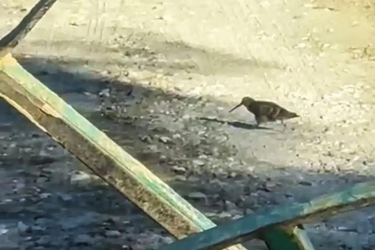 Becadas llegan sur de España