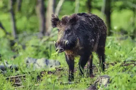cambio radical caza normas Extremadura