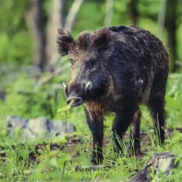 cambio radical caza normas Extremadura