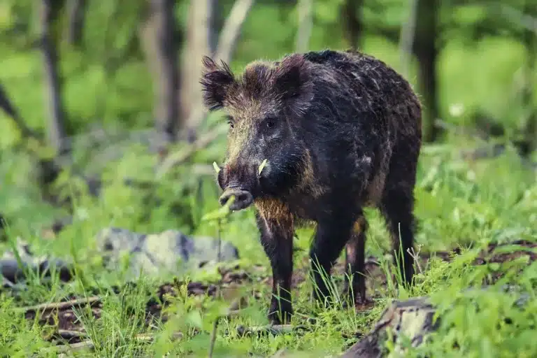 cambio radical caza normas Extremadura