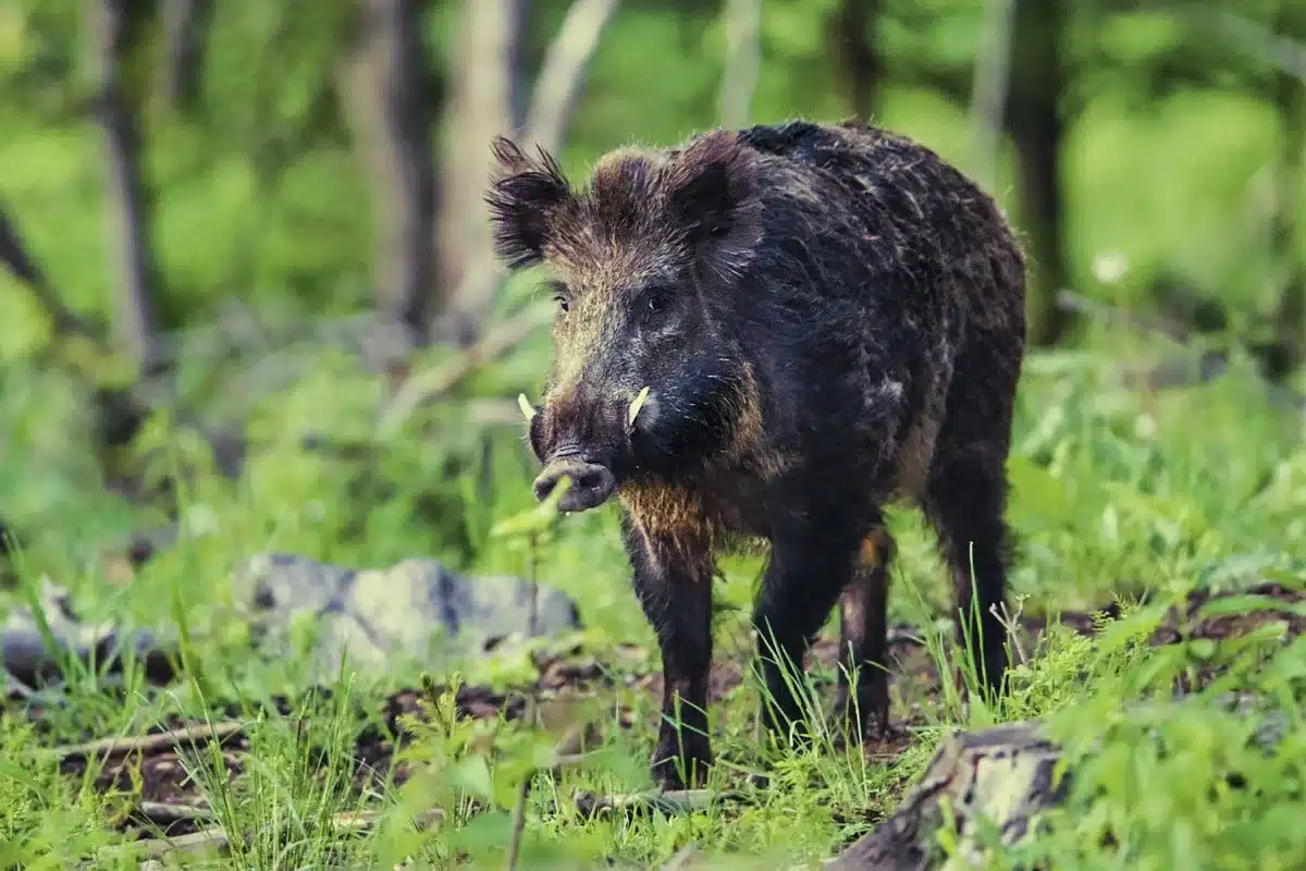 cambio radical caza normas Extremadura