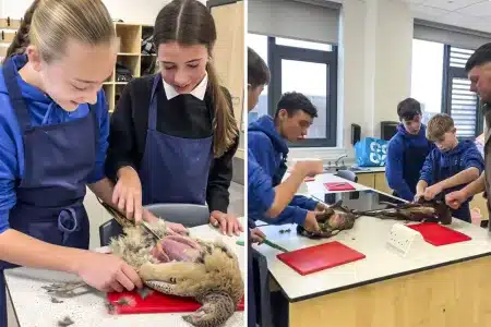 Carne de caza colegio Escocia