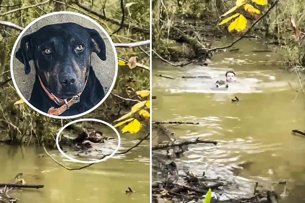 cazador se juega la vida para salvar a su perra atrapada en un río