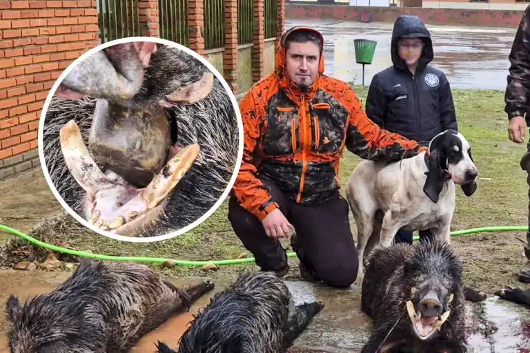 Cazan uno de los mejores jabalíes d ela temporada en León