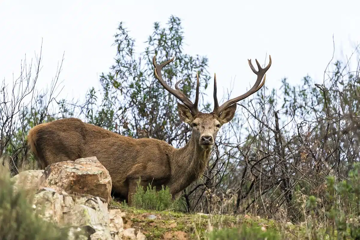ciervo dermatosis nodular contagiosa