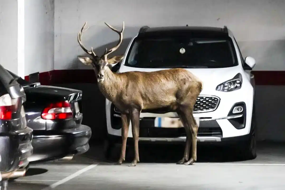 ciervo parking Zamora