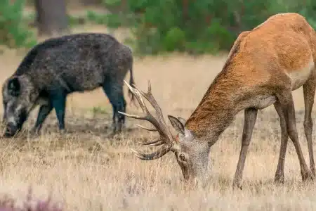 ciervo y jabalí