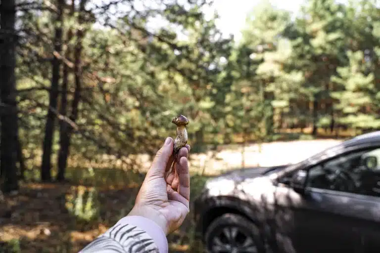 coger setas puede salir caro multas 3000 euros