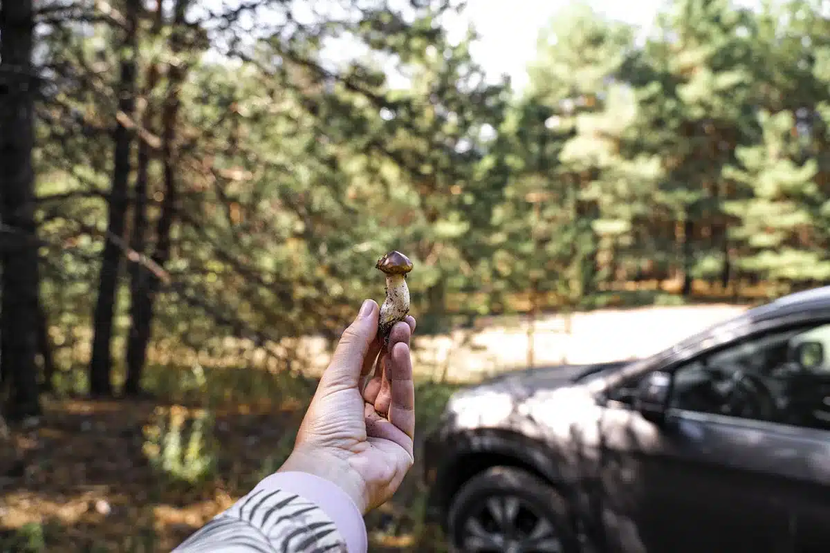 coger setas puede salir caro multas 3000 euros