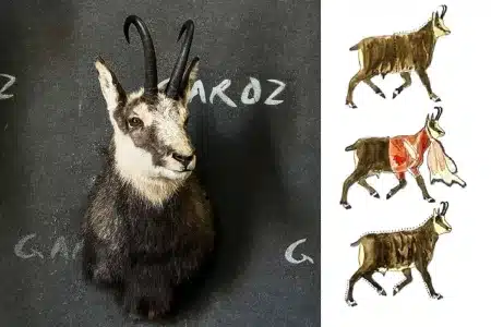 Cómo sacar correctamente piel disecar animal pecho o entero