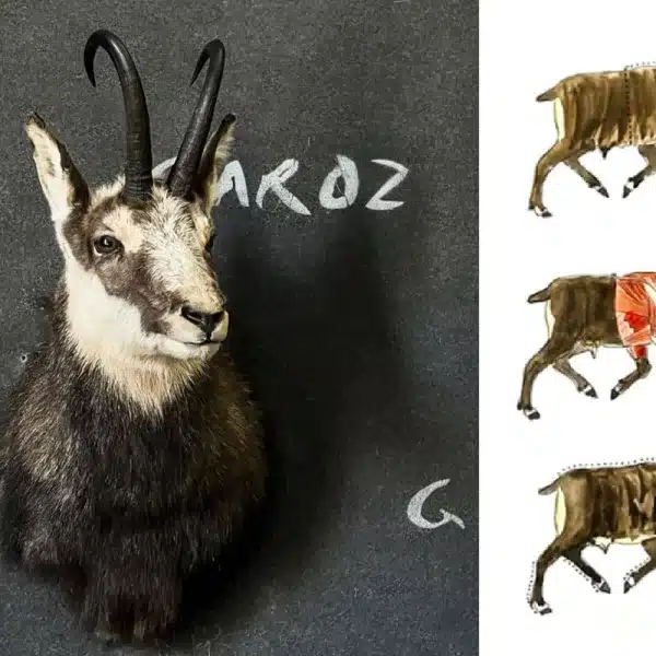 Cómo sacar correctamente piel disecar animal pecho o entero