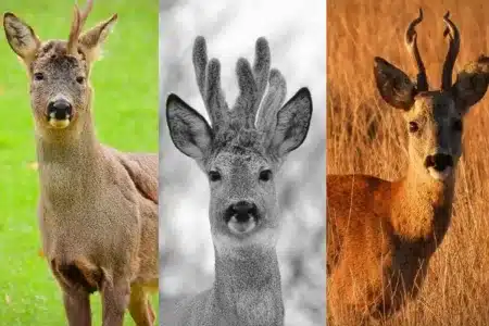 Corzos muy singulares protagonizarán Cinegética+SCI 2026