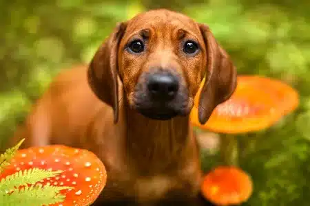 Cuidado setas perros campo