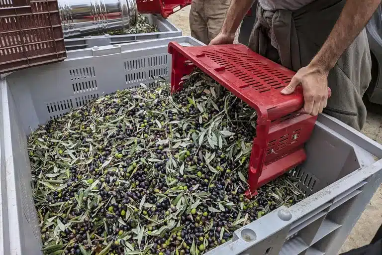 estudio restos aceitunas olivo