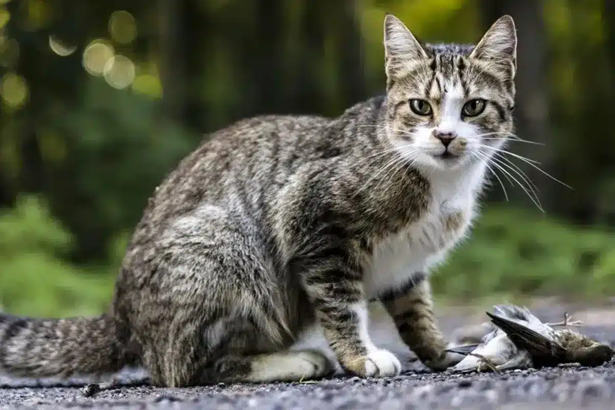 gatos callejeros Zamora