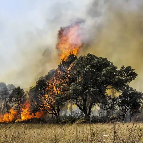 Incendios forestales