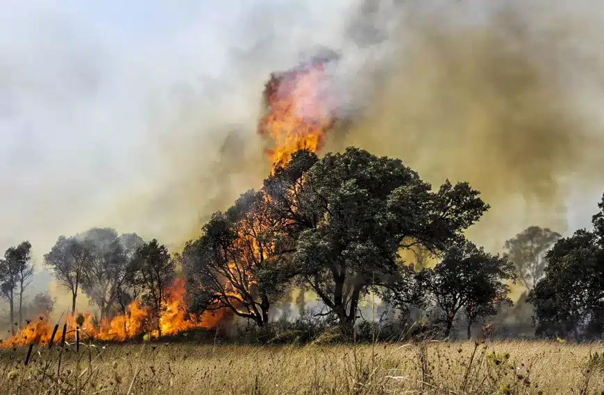 Incendios forestales