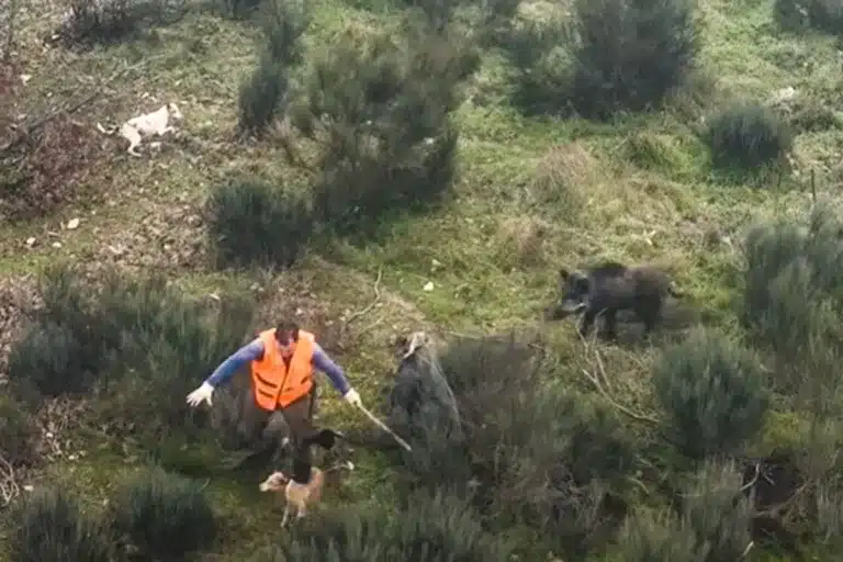 jabalí ataca rehalero