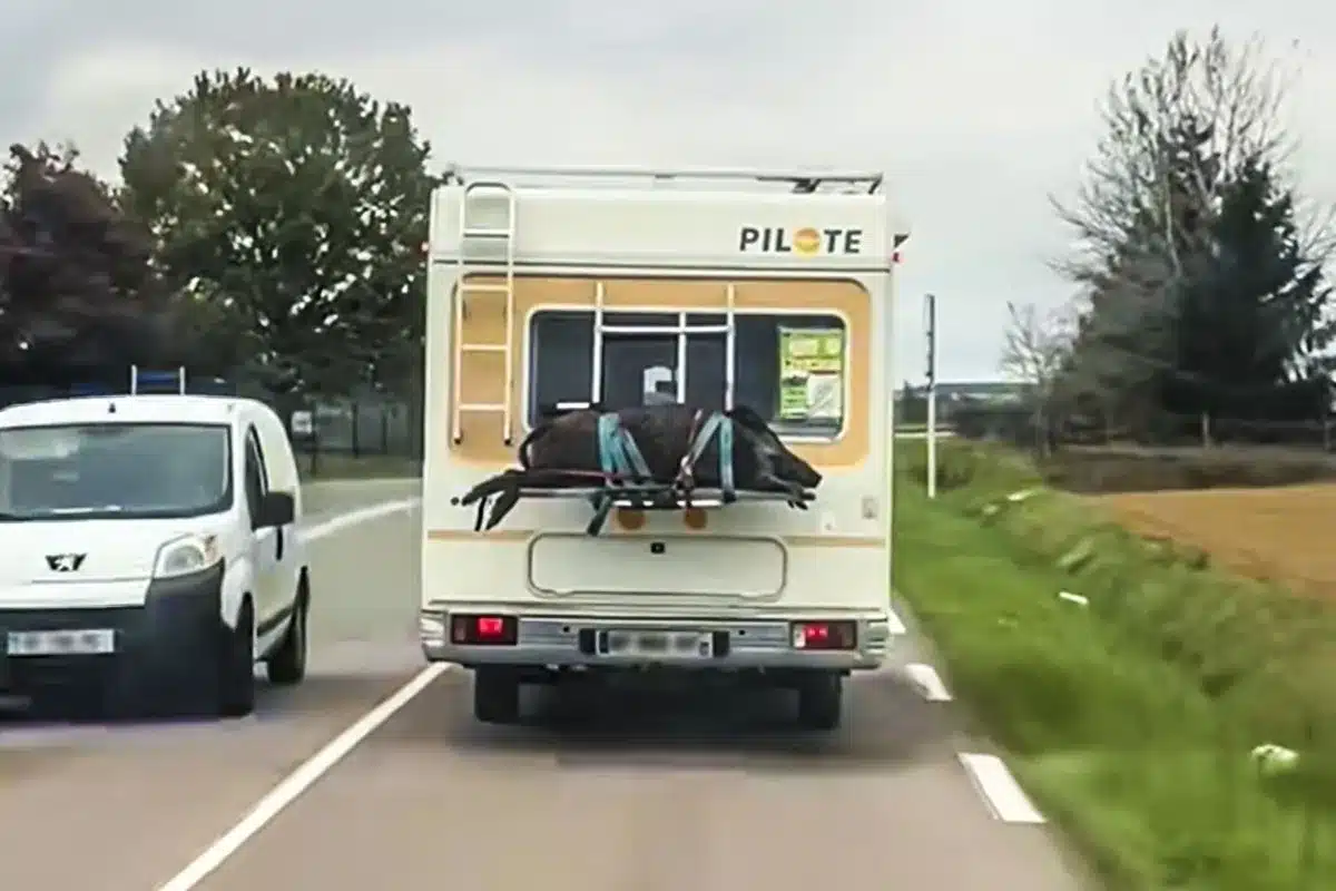 jabalí autocaravana