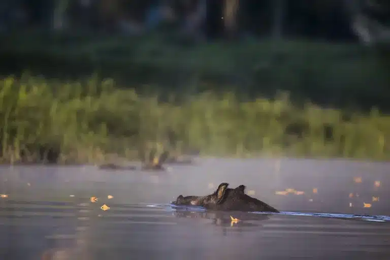 jabalí nadando