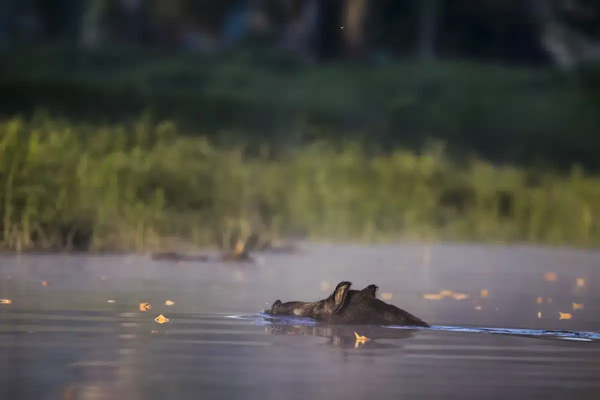 jabalí nadando