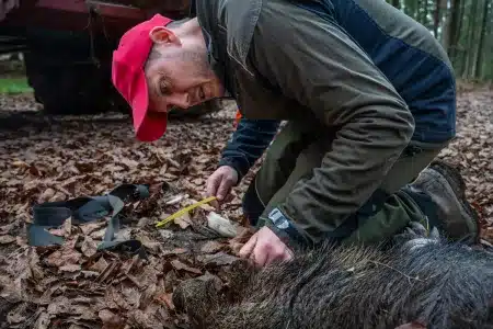 jabali-peste-porcina