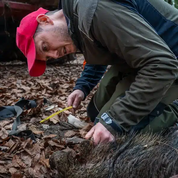 jabali-peste-porcina