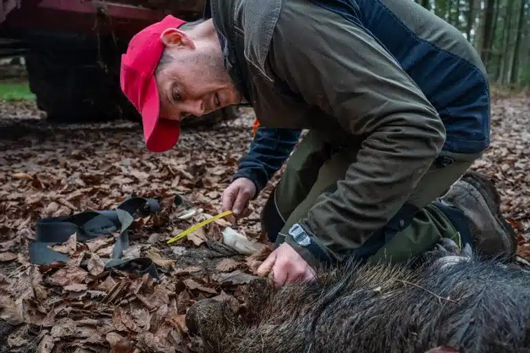 jabali-peste-porcina