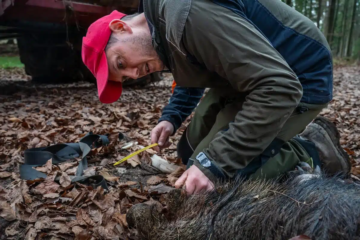 jabali-peste-porcina