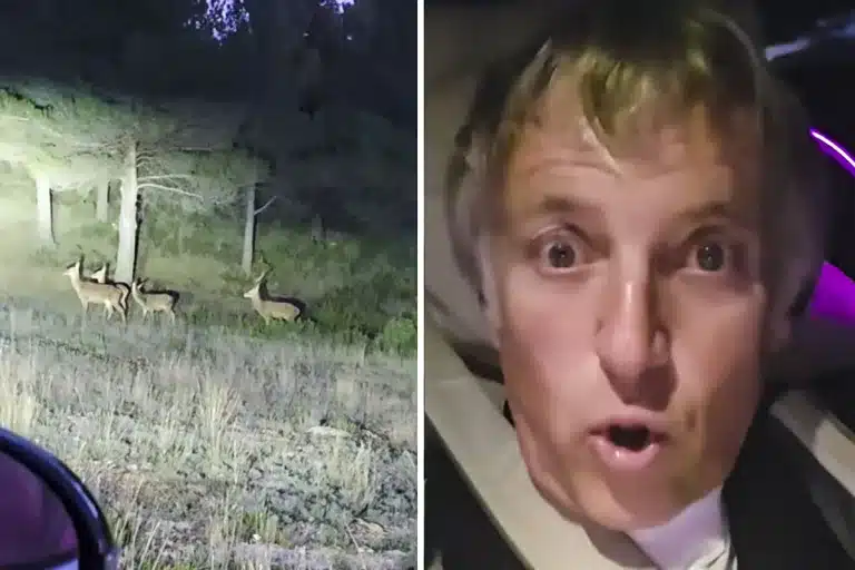 Jesús Calleja confunde ciervos con corzos