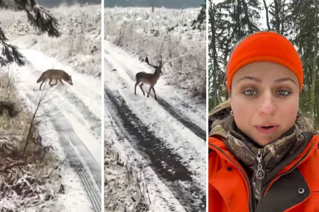 Johanna Clermont graba lobos persiguen gamo