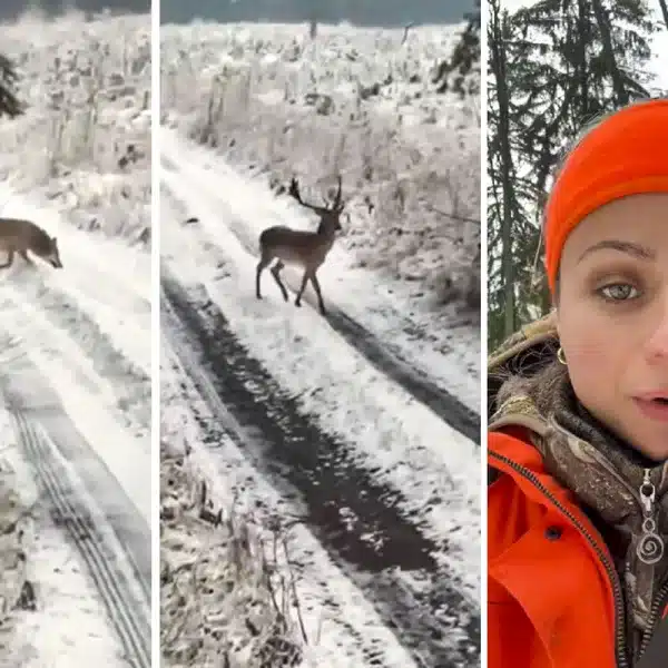 Johanna Clermont graba lobos persiguen gamo